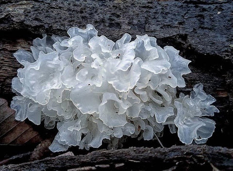 The Quiet Power of Tremella